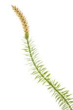 Attēlu rezultāti vaicājumam “Lycopodium annotinum”