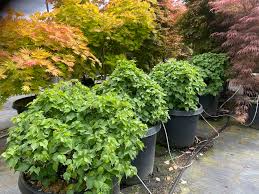 Attēlu rezultāti vaicājumam “Tilia cordata”