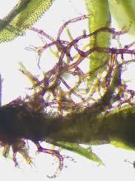 Attēlu rezultāti vaicājumam “Zygodon rupestris”