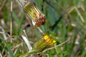 Attēlu rezultāti vaicājumam “Tussilago farfara bud”
