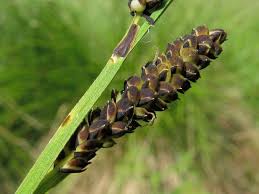 Attēlu rezultāti vaicājumam “Carex cespitosa”
