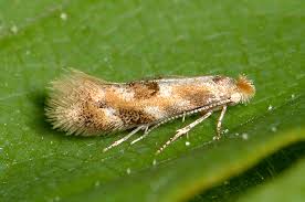 Attēlu rezultāti vaicājumam “Bucculatrix rhamniella”