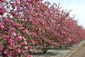 Attēlu rezultāti vaicājumam “Malus”