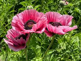 Attēlu rezultāti vaicājumam “Papaver”