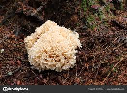 Attēlu rezultāti vaicājumam “Sparassis crispa”