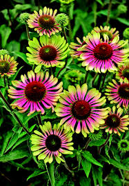 Attēlu rezultāti vaicājumam “Echinacea purpurea flower”