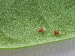 Attēlu rezultāti vaicājumam “Panonychus”