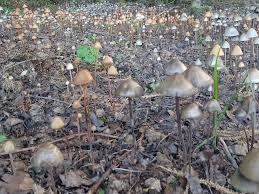 Attēlu rezultāti vaicājumam “Siphoptychium violaceum young”