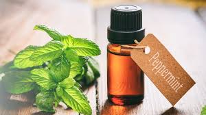 Image result for Mentha piperita