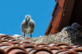 Attēlu rezultāti vaicājumam “Larus argentatus nest”