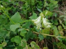 Attēlu rezultāti vaicājumam “Vicia pisiformis”