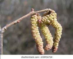 Attēlu rezultāti vaicājumam “Corylus avellana male flower”