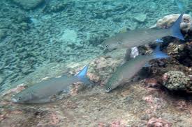 Image result for Crenimugil seheli