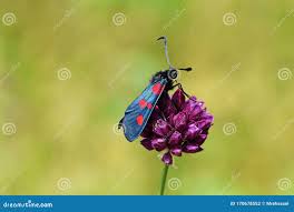 Attēlu rezultāti vaicājumam “Zygaena lonicerae larva”