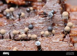 Attēlu rezultāti vaicājumam “Cribraria piriformis macro”