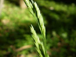 Attēlu rezultāti vaicājumam “Dactylis polygama”