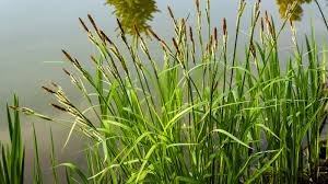 Attēlu rezultāti vaicājumam “Carex acuta leaf”