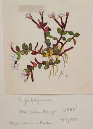 Attēlu rezultāti vaicājumam “Onagraceae”