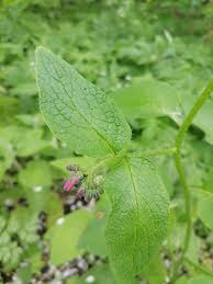 Attēlu rezultāti vaicājumam “Symphytum asperum leaf”