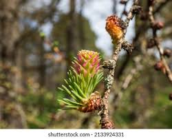 Attēlu rezultāti vaicājumam “Larix kaempferi female flower”