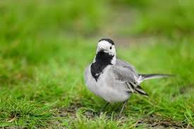 Image result for Motacilla alba