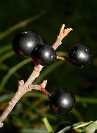 Attēlu rezultāti vaicājumam “Frangula alnus fruit”