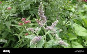 Attēlu rezultāti vaicājumam “Mentha longifolia flower”