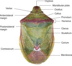 Attēlu rezultāti vaicājumam “Pentatomidae”