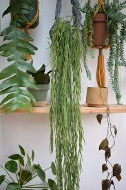 Image result for Alonsoa linearis