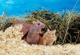 Image result for Gerbil