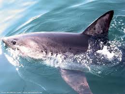 Image result for Lamna ditropis