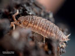 Attēlu rezultāti vaicājumam “Nardia geoscyphus”