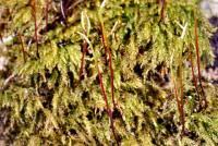 Attēlu rezultāti vaicājumam “Hygroamblystegium varium”