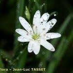 Attēlu rezultāti vaicājumam “Stellaria palustris flower”