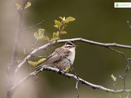 Attēlu rezultāti vaicājumam “Acrocephalus schoenobaenus adult”