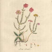 Attēlu rezultāti vaicājumam “Erica tetralix”