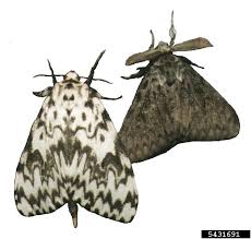 Attēlu rezultāti vaicājumam “Lymantria monacha”