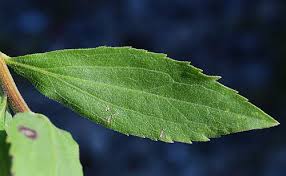 Attēlu rezultāti vaicājumam “Solidago virgaurea leaf”