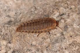 Attēlu rezultāti vaicājumam “Silpha obscura larva”