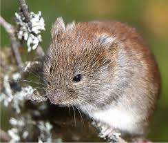 Attēlu rezultāti vaicājumam “Myodes glareolus”