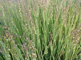 Attēlu rezultāti vaicājumam “Briza media bud”