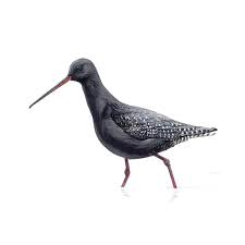 Image result for Tringa erythropus