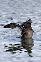 Attēlu rezultāti vaicājumam “Melanitta fusca male”