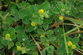 Attēlu rezultāti vaicājumam “Medicago lupulina”