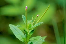 Attēlu rezultāti vaicājumam “Epilobium palustre fruit”