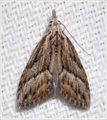 Attēlu rezultāti vaicājumam “Nolidae”