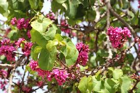 Attēlu rezultāti vaicājumam “Cercis siliquastrum”