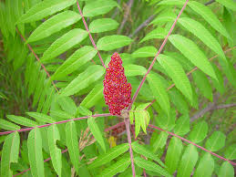 Attēlu rezultāti vaicājumam “Rhus typhina”