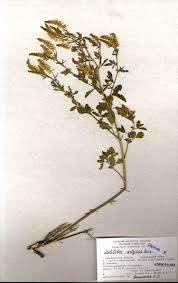 Attēlu rezultāti vaicājumam “Melilotus wolgicus”