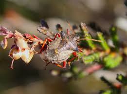 Attēlu rezultāti vaicājumam “Picromerus bidens”